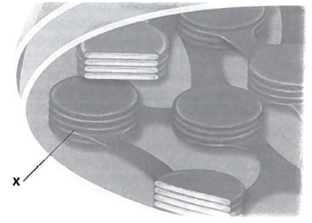 INTERPRETING GRAPHICS: The diagram below shows a portion of a chloroplast. Use the diagram to answer the question that follows. Which of the following correctly identifies the structure marked X and the activities that take place there? F) stroma-Calvin cycle G) stroma-light reactions H) thylakoid-Calvin cycle J) thylakoid-light reactions