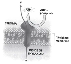 INTERPRETING GRAPHICS: The diagram below shows a step in the process of chemiosmosis. Use the diagram to answer the question that follows. What is the substance Identified as Y in the image? F) H + G) NAD + H) NADPH J) ADP synthase