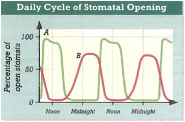 Interpreting Graphics The graph below shows how the percentage of stomata that are open varies over time for two different plants. One curve represents the stomata of a geranium, and the other curve represents the stomata of a pineapple. Which curve corresponds to the pineapple stomata? Explain your reasoning.