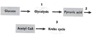 INTERPRETING GRAPHICS: The illustration below shows some stages and reactants of cellular respiration. Use the illustration to answer the question that follows. At which of the points is ATP, the main energy currency of the cell, produced? F) 1 only G) 2 only H) 1 and 3 J) 1, 2, and 3