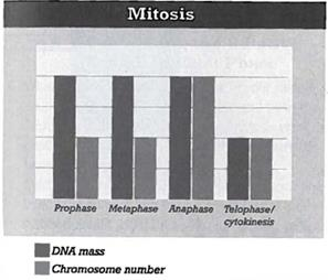 INTERPRETING GRAPHICS: The graph below shows the relative mass of DNA and chromosome number for a cell undergoing mitosis. Use the graph to answer the questions that follow. In which phase of mitosis do chromatids separate and become individual chromosomes? A) prophase B) metaphase C) anaphase D) telophase/cytokinesis