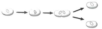 INTERPRETING GRAPHICS: The diagram below shows a model of cell division. Use the diagram to answer the question that follows. Which type of cell division is shown in the diagram? F) mitosis G) meiqsis H) binary fission J) sexual reproduction