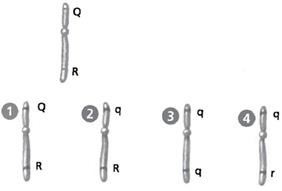 INTERPRETING GRAPHICS: Use the diagrams of chromosomes below to answer the question that follows. The single chromosome below has two genes; both of which carry a dominant allele Q and R. Homologous chromosomes are chromosomes that carry genes for the same characteristics, such as eye color or hair color. Which of the chromosomes in the bottom row could not be the homologous chromosome for the single chromosome in the top row? F) 1 G) 2 H) 3 J) 4