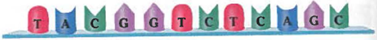 Interpreting Graphics A segment of DNA has the following sequence: Write the mRNA transcript from this sequence of DNA. Next, write the tRNA anticodons that would pair with the mRNA transcript. Use Table 10-1 to write the names of the amino acids coded for by the-mRNA transcript.