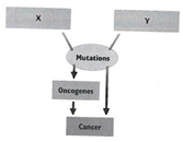 INTERPRETING GRAPHICS: The diagram below shows how mutations in certain genes can lead to cancer. Use the diagram to answer the questions that follow. What does X represent? F) mutagens G) carcinogens H) proto-oncogenes J) tumor-suppressor genes
