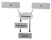 INTERPRETING GRAPHICS: The diagram below shows how mutations in certain genes can lead to cancer. Use the diagram to answer the questions that follow. What does Y represent? A) mutagens B) carcinogens C) proto-oncogenes D) tumor-suppressor genes