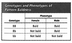 INTERPRETING GRAPHICS: The table below shows the genotypes and phenotypes of pattern baldness. Use the table to answer the question that follows. Which statement best explains why men and women express the Bb genotype differently? A) The trait is polygenic. B) The trait has multiple alleles. C) Pattern baldness is a sex-linked trait. D) Pattern baldness is a sex-influenced trait.