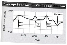 INTERPRETING GRAPHICS: The graph below shows the variation in average beak size in a group of finches in the Galapagos Islands over time. These finches eat mostly seeds. Use the graph to answer the question that follows. Beak size in these finches is correlated to the size of seeds they can eat. What can be inferred from the graph? F) In wet years, the finches that survive are mostly those that can eat larger seeds. G) In dry years, the finches that survive are mostly those that can eat larger seeds. H) In all years, the finches that survive are mostly those that can eat larger seeds. J) In all years, the finches that survive are mostly those that can eat smaller seeds.