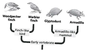 INTERPRETING GRAPHICS: The diagram below shows possible evolutionary relationships between some organisms. Use the diagram to answer the question that follows. What does the diagram imply about warbler finches and armadillos? F) They are unrelated. G) They are equally related to glyptodonts. H) They share a common ancestor. J) They did not evolve from older forms of life.