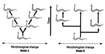 INTERPRETING GRAPHICS: The illustration below shows two contrasting models for rates of speciation. Use the illustration to answer the questions that follow. Which model of speciation rates is illustrated by model B in the graph? A) gradualism B) sexual selection C) disruptive selection D) punctuated equilibrium