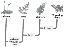 INTERPRETING GRAPIHCS: The cladogram below shows the phylogenetic relationships among four kinds of plants. Use the cladogram to answer the question that follows. On the basis of this cladogram, which plants share the most recent common ancestor? F) mosses and ferns G) mosses and pine trees H) ferns and flowering plants J) pine trees and flowering plants