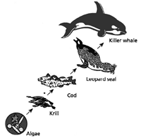INTERPRETING GRAPHICS: The illustration below represents a food chain. Use the illustration to answer the questions that follow. What role do the krill have in this food chain? F) They are producers. G) They are consumers. H) They are detritivores. J) They are decomposers.