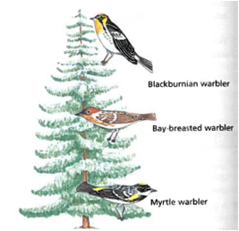 Interpreting Graphics Examine the figure. These three warbler species each feed on insects in spruce trees at the same time. However, each species tends to forage in a different area of the tree. A. What ecological process is demonstrated by the feeding patterns of these species? b. In some areas, there are five species of warblers that feed in spruce trees. Form a hypothesis about the feeding patterns of the other two species.