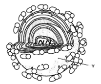 INTERPRETING GRAPHICS: The figure below represents the human immunodeficiency virus. Use the figure to answer the question that follows. The structure labeled Y represents which of the following? F) capsid G) envelope H) RNA genome J) reverse transcriptase