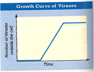 Interpreting Graphics Look at the graph below. Discuss how the sharp jump in the number of viruses outside the cell corresponds to the phases of the lytic cycle.
