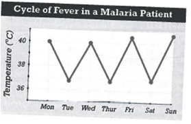 INTERPRETING GRAPHICS: The graph below shows the cycle of fever in a malaria patient. Use the graph to answer the question that follows. In this patient, how often does the cycle of fever repeat? A) every 12 h B) every 24 h C) every 48 h D) every 96 h
