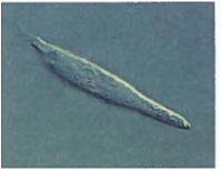 Interpreting Graphics A scientist found two different euglenoids. The scientist concluded that specimen a is exclusively heterotrophic but specimen b is not. Examine the images of the specimens below, and determine if the scientist is correct in his or her conclusions. (a) (b)