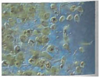Interpreting Graphics A scientist found two different euglenoids. The scientist concluded that specimen a is exclusively heterotrophic but specimen b is not. Examine the images of the specimens below, and determine if the scientist is correct in his or her conclusions. (a) (b)