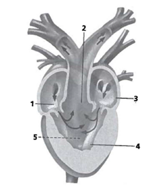 INTERPRETING GRAPHICS: The figure below shows a longitudinal section, dorsal view, of a frog heart. Use the figure below to answer question 4. Identify the source of blood flow in the section of the heart labeled 1. F) the body G) the aorta H) the lungs J) both lungs and body