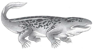 INTERPRETING GRAPHICS: The figure below shows an artist's rendering of Ichthyostega. Use the figure to answer the question that follows. Ichthyostega is an early amphibian. Which of the following characteristics is most likely to help it live on land? F) fishlike tail G) seven-toed feet H) four strong limbs J) lateral-line canals on the head