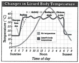 <strong>INTERPRETING GRAPIHCS: The graph below shows changes in air temperature and changes in the body temperature of a lizard. Use the graph below to answer the question that follows. In order for the lizard to raise its internal temperature it must do which of the following?</strong> A) rest in the shade B) bask in sunshine C) increase its internal temperature through activity D) decrease its internal temperature through activity