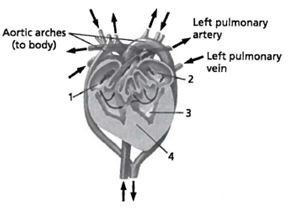 <strong>INTERPRETING GRAPIHCS: The illustration below shows a cross section of a turtle's heart. Use the illustration to answer the question that follows. Which feature of a turtle's heart structure is different from that of a crocodile?</strong> A) l B) 2 C) 3 D) 4