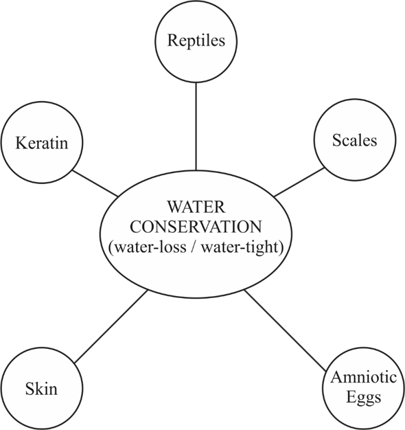 Amphibians required water for reproduction and therefore could not make a successful transition to the life on land. However, reptiles adapted to reproduce without the presence of water around. Reptiles evolved to produce amniotic eggs as an adaptation to life on land and became the first-ever successful terrestrial animals. Reptilian eggs are protected by a tough but porous shell and encased in a watery-sac called amniotic fluid, hence the name amniotic eggs. Amniotic eggs have 4 specialized membranes - amnion, yolk sac, allantois and chorion. Amnion is the thin membrane that encloses the fluid containing the floating embryo. Yolk sac encloses a fat-rich food supply called the yolk for the developing embryo. The nitrogenous waste produced by the embryo is contained inside the allantois. Allantois also allows gaseous exchange with the blood supplied to the egg. Chorion encloses all the above 3 membranes and provides safety to the developing embryo. Skin of the amphibians must be thin and moist to allow gaseous exchange. However, due to moist skin, the amphibians lose water by evaporation. To avoid water loss, the retles have evolved to have a thick, dry and scaly skin filled with keratin that makes the skin watertight. Tough skin helps in water conservation and prevents the animal against injury and infections. The concept map showing various adaptations of reptiles to life on land are as follows: FIGURE : Concept map