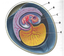 Interpreting Graphics The following diagram shows five parts of the amniotic egg, indicated by the letters A, B, C, D, and E. Name and identify the function of each part.