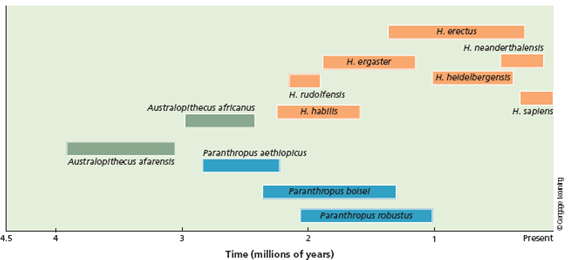 The Denisovan genome contains sequences that originated from an unknown human species. Using Figure 1, speculate on which species this might be. Is it possible that there are other ancestral species that may remain to be discovered that would change the phylogeny presented in the figure? FIGURE 1 Estimates for the dates of origin and extinction for the three main groups of hominins ( green , blue , and orange ). The australopithecines split into two groups about 2.7 million years ago. One of those groups, the genus Homo , contains the ancestors to our species, H. sapiens.