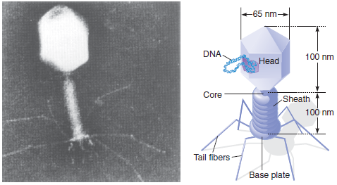 The bacteriophage T4 genome is 168,900 bp long. a. What are the dimensions of the genome (in nm) if the molecule remains unfolded as a linear segment of double-stranded DNA? b. If the T4 protein capsid has about the same dimensions as the capsid of bacteriophage T2 (see Figure), and the thickness of the capsid is about 10 nm, about how many times must the T4 genome be folded to fit into the space available within its capsid? Figure Electron micrograph and diagram of bacteriophage T2 (1 nm = 10 -9 m).
