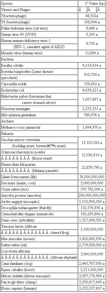 Impressive technologies have been developed to sequence entire genomes. Some biotechnology innovators even envision low-cost ($1,000) sequencing of individual human genomes. Still, the genome of the single-celled Ameoba proteus might present a challenge since it has nearly 100 times the DNA content of the human genome (see Table 2.3). If we sequenced its genome, do you expect we would identify about 100-fold more genes than have been found in the human genome? Why or why not? If not, what do you expect we would learn about its genome? Table Haploid DNA Content, or C-Value, of Selected Species *These C-values derive from the complete genome sequence; all others are estimates based on other measurements.