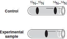 A spaceship lands on Earth, bringing with it a sample of extraterrestrial bacteria. You are assigned the task of determining the mechanism of DNA replication in this organism. You grow the bacteria in an unlabeled medium for several generations and then grow it in the presence of for exactly one generation. You extract the DNA and subject it to CsCl centrifugation. The banding pattern you find is as follows: It appears to you that this pattern is evidence that DNA replicates in the semiconservative manner, but you are wrong. Why? What other experiment could you perform (using the same sample and technique of CsCl centrifugation) that would further distinguish between semiconservative and dispersive modes of replication?