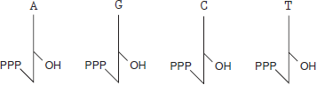 Use the shorthand notation of Question to diagram how a strand with the sequence 3 GGTCTAA-5? would anneal to a primer having the sequence 5 AGA-3?. Then answer the following questions. a. What chemical groups do you expect to find at the and ends of each DNA strand? b. What nucleotides would be used to extend the primer if the annealed DNA molecules are added to an in vitro DNA synthesis reaction using the system established by Kornberg? c. What is the source of the energy used to catalyze the formation of phosphodiester bonds in the synthesis reaction in part (b)? d. On a distant planet, cellula3 life is found to have a novel DNA polymerase that synthesizes a complementary DNA strand from a primed, single-stranded template, but does so only in the 5?to 5? direction. What nucleotides would be added to the primer if the annealed DNAs were present in a cell with this polymerase? e. Reflect on your answer to part (c). Do you think the novel DNA polymerase catalyzes the formation of phosphodiester bonds in the same way as Earth DNA polymerases? If not, how might it catalyze the formation of phosphodiester bonds? f. It would be faster if DNA polymerases could synthesize DNA in both the 3 to-5? and 5 to-3? directions. Speculate on why no known Earth DNA polymerase can synthesize DNA in both directions even though this seems to be a desirable trait. Question Suppose you have a DNA molecule with the base sequence TATCA, going from the 5? to the 3? end of one of the polynucleotide chains. The building blocks of the DNA are drawn as in the following figure: Use this shorthand system to diagram the completed double-stranded DNA molecule, as proposed by Watson and Crick.