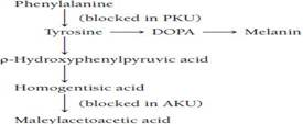 Refer to the pathway shown in Question. What effect, if any, would you expect PKU or AKU to have on pigment formation? Explain your answer. Question If a person were homozygous for both PKU and alkaptonuria (AKU), would you expect him or her to exhibit the symptoms of PKU, AKU, or both? Refer to the following pathway: