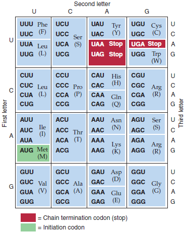 The amino acid sequence shown in the following table was obtained from the central region of a particular polypeptide chain in the wild-type and several mutant bacterial strains: For each mutant, say what change has occurred at the DNA level, whether the change is a base-pair substitution mutation (transversion or transition, missense or nonsense) or a frameshift mutation, and in which codon the mutation occurred. (Refer to the codon dictionary in Figure, p. 108.)Figure The genetic code. Of the 64 codons, 61 specify one of the 20 amino acids. The other 3 codons are chain-terminating codons and do not specify any amino acid. AUG , one of the 61 codons that specify an amino acid, is used in the initiation of protein synthesis.