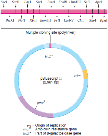 You have inserted human insulin cDNA in the cloning vector pBluescript II (described in Figure, p. 176) and transformed the clone into E. coli , but insulin was not expressed. Propose several hypotheses to explain why not. Figure The plasmid cloning vector pBluescript II. This plasmid cloning vector has an origin of replication (ori), an amp R selectable marker, and a multiple cloning site located within part of the galactosidase gene lacZ +.
