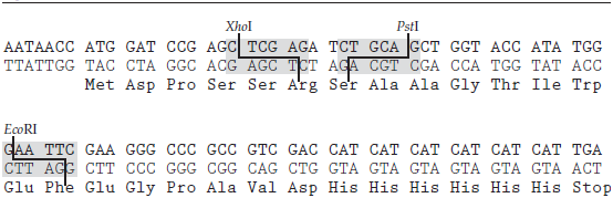One frequent objective of expressing a protein in E. coli using an expression vector is to purify it. If the expressed protein is tagged at one end with a particular peptide sequence, it is easier to purify. For example, proteins tagged at one end with six histidine residues can be recovered from lysed E. coli cells by incubating the lysate with a nickel-containing resin. The six-histidine tag has a high affinity for the resin, facilitating the purification of the protein from the lysate. Proteins tagged in this way are fusion proteins-they contain the amino acid sequence encoded by an open reading frame (ORF) of a cDNA fused to the amino acid sequence of the tag. Some plasmid vectors have been designed to facilitate the production of such fusion proteins. They have an E. coli promoter sequence for transcription initiation and are designed so that the RNA that is produced will have a Shine-Dalgarno sequence near its 5? end to facilitate ribosome binding. Following this, they have an ORF with the codons for the tag at its end. A multiple cloning site (MCS) is embedded within the ORF to facilitate cloning of part of a cDNA. Figure shows the MCS in one such vector. In the figure, The 5? -to- 3? DNA strand that has the same polarity as the resulting mRNA is in bold type, the amino acids it encodes are given underneath their codons, and three unique restriction enzyme sites in the vector are shadowed in grey with the sites of DNA cleavage indicated by lines. a. Suppose your want to tag a polypeptide encoded by a cloned cDNA whose ORF includes Xho I and Eco RI sites close to its beginning and a Pst I site close to its end. What steps would you take to insert a fragment containing most of the cDNA's ORF into this expression vector? Can you be certain that a fusion protein will be produced? b. How would you clone the ORF of a previously cloned cDNA into this expression vector if the cDNA had no Xho I, Pst I, or Eco RI sites? What concerns would you need to address to ensure that a fusion protein would be produced? Figure
