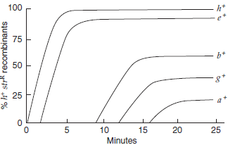 At time zero, an Hfr strain ( Hfr 1) was mixed with an F - strain, and at various times after mixing, samples were removed and agitated to separate conjugating cells. The cross may be written as Hfr 1: a + b + c + d + e + f + g + h + str S F - : a b c d e f g h str R (No order is implied in listing the markers.) The samples were then plated onto selective media to measure the frequency of h + str R recombinants that had received certain genes from the Hfr cell. A graph of the number of recombinants against time is shown in the accompanying figure. a. Indicate whether each of the following statements is true or false: i. All F + cells that received a + from the Hfr in the chromosome transfer process must also have received b +. ii. The order of gene transfer from Hfr to F - was a + (first), then g + , then b + , then e + , and, finally, h +. iii. Most e + str R recombinants are likely to be Hfr cells. iv. None of the b + str R recombinants plated at 15 minutes are also a +. b. Draw a linear map of the Hfr chromosome, indicating i. the point of nicking (the origin) and the direction of DNA transfer. ii. the order of the genes a + , b + , e + , g + , and h +. iii. the shortest distance between consecutive genes on the chromosomes.