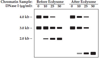In Drosophila, pulses of the steroid hormone, ecdysone, trigger molting between the larval stages and then, at the end of the larval stages, trigger the formation of a pupa, where the larva will metamorphose into an adult fly. Immediately after the ecdysone pulse at the end of the larval stages, transcription of several genes, including Eip93F , is dramatically increased. To investigate how ecdysone regulates Eip93F , chromatin is isolated from staged wild-type animals just before and just after the ecdysone pulse at the end of the larval stages. The chromatin is distributed to separate test tubes, where it is digested for 2 minutes with different concentrations of DNase I. DNA is then purified from each sample and digested with Eco RI. The resulting DNA fragments are then resolved by size using gel electrophoresis, and a Southern blot is made. The Southern blot is probed with two Eco RI fragments from the Eip93F gene: a 4.0-kb fragment from its promoter and a 3.0-kb fragment from its proteincoding region. The following figure shows the results, where the thickness of the band corresponds to the intensity of hybridization signal: a. Explain why the 4-kb band, but not the 3-kb band, diminishes in intensity when chromatin that was isolated before the pulse of ecdysone is treated with increasing concentrations of DNase I. How do you explain the increasing amounts of the 2-kb band in these samples? b. Explain why both the 4-kb and 3-kb bands diminish in intensity when chromatin isolated after the pulse of ecdysone is treated with increasing amounts of DNase I. How do you interpret the increasing amounts of low molecular weight digestion products in these samples?