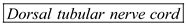 The diagram of a chordate is labeled as below: a. : These are present only during the embryonic development in most vertebrates. In non vertebrate chordate, like fishes and amphibians it is developed into functional gills. b. : The tubular nerve cord on the dorsal side is one of the characteristic of chordate. The nerve cord contains canal which is filled with fluid. c. : The supporting rod on the dorsal side just below the nerve cord is called as notochord. d. : It is a tail which extends beyond the anus and it is one of the characteristic of chordate.