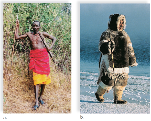 Human Ethnic Groups Evolutionists have hypothesized that human variations evolved as adaptations to local environmental conditions. One obvious difference among people is skin color. A darker skin is protective against the high UV intensity of bright sunlight. On the other hand, a white skin ensures vitamin D production in the skin when the UV intensity is low. Harvard University geneticist Richard Lewontin points out, however, that this hypothesis concerning the survival value of dark and light skin has never been tested. Two correlations between body shape and environmental conditions have been noted since the nineteenth century. The first, known as Bergmann's rule, states that animals in colder regions of their range have a bulkier body build. The second, known as Allen's rule, states that animals in colder regions of their range have shorter limbs, digits, and ears. Both of these effects help regulate body temperature by increasing the surface-area-to-volume ratio in hot climates and decreasing the ratio in cold climates. For example, Figure 32B, shows that the Maasai of East Africa tend to be slightly built with elongated limbs, while the Eskimos, who live in northern regions, are bulky and have short limbs. Other anatomical differences among ethnic groups, such as hair texture, a fold on the upper eyelid (common in Asian peoples), and the shape of lips, cannot be explained as adaptations to the environment. Perhaps these features became fixed in different populations due simply to genetic drift. As far as intelligence is concerned, no significant disparities have been found among different ethnic groups. Genetic Evidence for Common Ancestry The replacement model for the evolution of humans, discussed earlier in this section, pertains to the origin of ethnic groups. This hypothesis proposes that all modern humans have a relatively recent common ancestor-that is, Cro-Magnon-who evolved in Africa and then spread into other regions. Paleontologists tell us that the variation among modern populations is considerably less than existed among archaic human populations some 250,000 years ago. If so, all ethnic groups evolved from the same single ancestral population. A comparative study of mitochondrial DNA shows that the differences among human populations are consistent with their having a common ancestor no more than a million years ago. Lewontin has also found that the genotypes of different modern populations are extremely similar. He examined variations in 17 genes, including blood groups and various enzymes, among seven major geographic groups: Europeans (caucasians), black Africans, mongoloids, South Asian Aborigines, Amerinds, Oceanians, and Australian Aborigines. He found that the great majority of genetic variation-85%-occurs within ethnic groups, not between them. In other words, the amount of genetic variation between individuals of the same ethnic group is greater than the variation between any two ethnic groups. Figure 32B Human ethnic groups. a. The Maasai live in East Africa. b. Eskimos live near the Arctic Circle. Some ethnic groups are more highly disposed to certain diseases than others, such as hypertension and cardiovascular disease. Explain what factors may have contributed to this in this ethnic population.