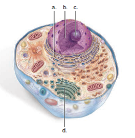 Label these parts of the cell that are involved in protein synthesis and modification. Give a function for each structure.