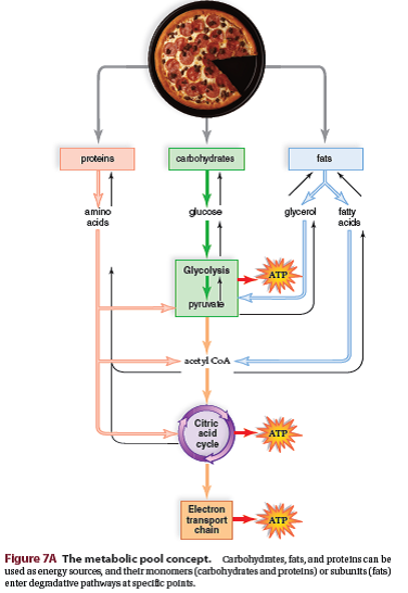 While Figure 7A does not indicate the need for water, it is an important component of our diet. Where would water interact with these pathways? (Reference Figure 7A)