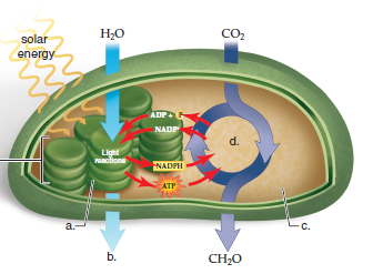 Choose the best answer for each question. Label a, b, c, d, and e in the following diagram of a chloroplast. )