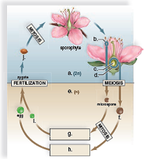 Label the diagram to the right of alternation of generations in flowering plants.