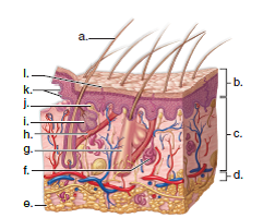 Label the diagram of human skin below.