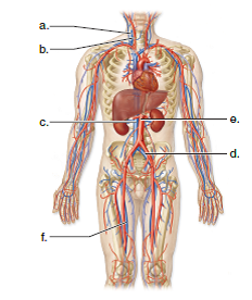 Choose the best answer for each question. Label the following diagram of the systemic circuit.