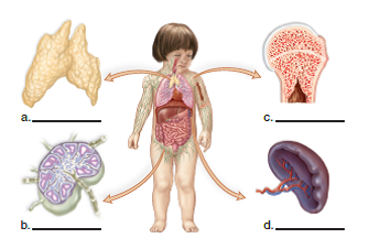 Choose the best answer for each question. Label a-d as either primary or secondary lymphoid organs.