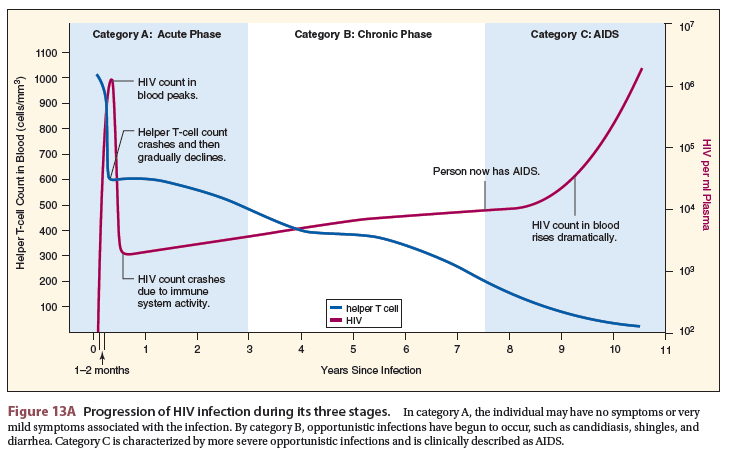 Why do you suppose that the amount of HIV in the blood increases rapidly during the later stages of AIDS, as shown in Figure 13A? (Reference Figure 13A)