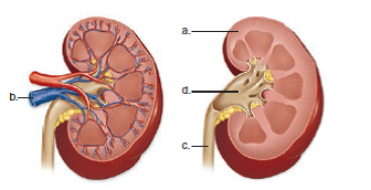 Choose the best answer for each question. Label the following diagram of the kidneys.